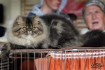 Kocilla*PL, hodowla kotów Perskich, koty Perskie